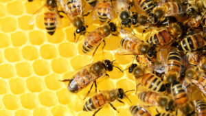 Wir sehen viele fleißige Honig-Bienen in ihrem Bienenstock. Sie befüllen die Waben aus Wachs.