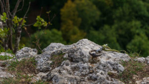 Oben am Felsen ist ein Felshaken eingeschlagen. In dessen Ring ist ein Karabinerhaken eingehängt, durch den ein Seil läuft.
