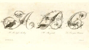 1830 veröffentlichte der italienische Kupferstecher Gabriele de Sanctis eine Sammlung von Zieralphabeten, die mit Vogelbildern verziert waren. Diese Buchstaben, ABC, werden durch das "Rei degli Avolroj" (der eigentliche italienische Name "avvoltoio reale" – Königsgeier), den Bozzardo (Bussard) und den Cicogna Bianca (Weißstorch) repräsentiert.