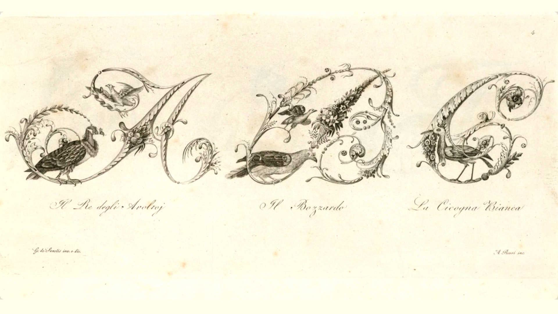 1830 veröffentlichte der italienische Kupferstecher Gabriele de Sanctis eine Sammlung von Zieralphabeten, die mit Vogelbildern verziert waren. Diese Buchstaben, ABC, werden durch das "Rei degli Avolroj" (der eigentliche italienische Name "avvoltoio reale" – Königsgeier), den Bozzardo (Bussard) und den Cicogna Bianca (Weißstorch) repräsentiert.