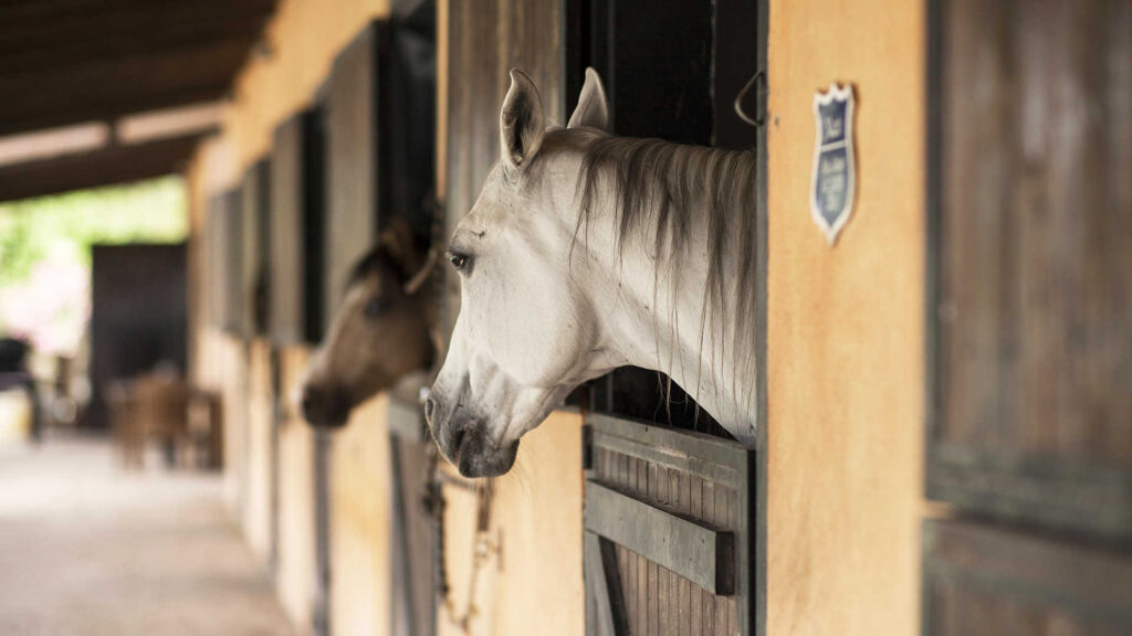 Reiten – Zu sehen ist eine Reihe von Pferdeställen. Aus zwei Boxen schauen Pferde interessiert heraus.