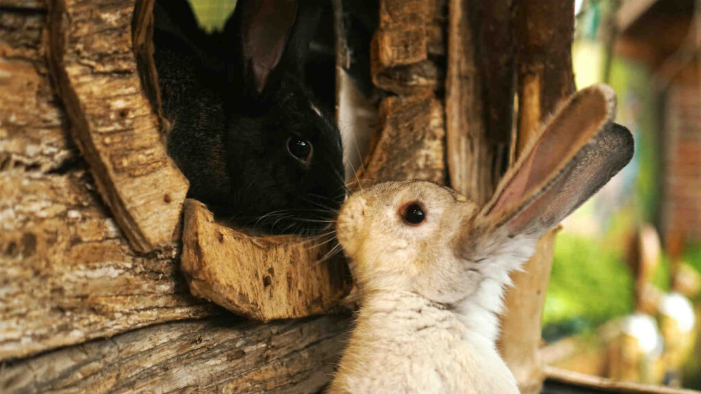Kleintierzucht – Ein braunes und ein weißes Kaninchen beschnuppern sich.