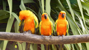 Kleintierzucht – Drei Sonnensittiche sitzen auf einem Ast