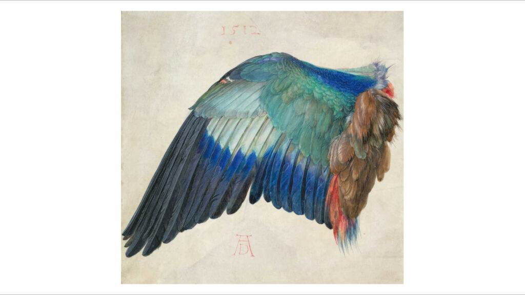 Gouache-Malerei – „Der Flügel einer Blauracke“ von Albrecht Dürer, gemalt 1512. Aquarellfarbe und Gouachefarbe auf Pergament.